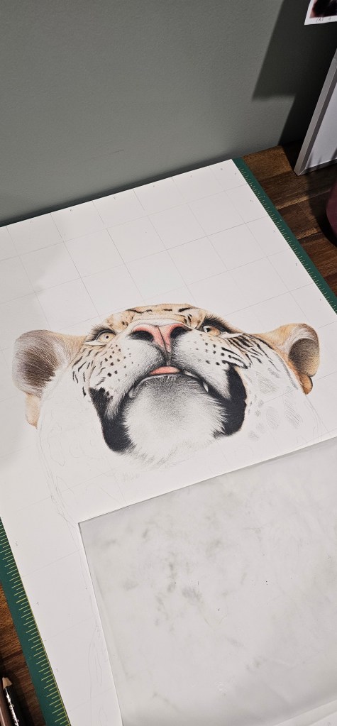 Close-up of a partially completed colored pencil drawing of a jaguar's face on grid paper, with a ruler and transparent sheet on the workspace.