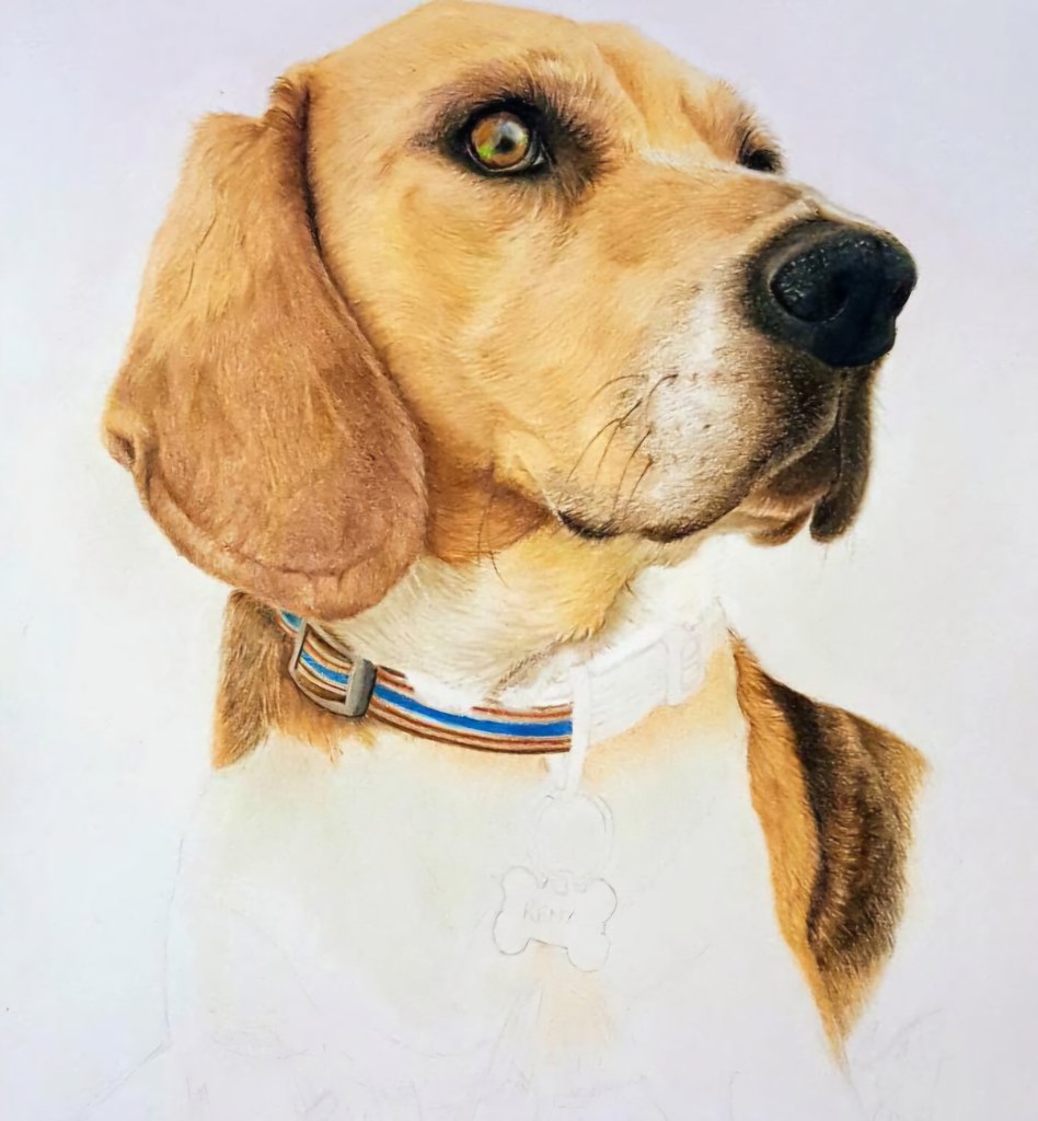 WIP pet portrait, coloured pencils. Drawn using coloured pencils. Beagle coloured pencil pet portrait 