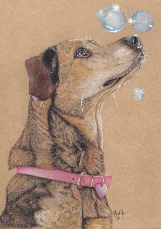 Pet portrait in coloured pencils, hand drawn using coloured pencils 
